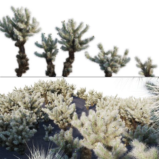 Cylindropuntia Bigelovii - Teddy Bear Cholla 3d model Download  Buy 3dbrute