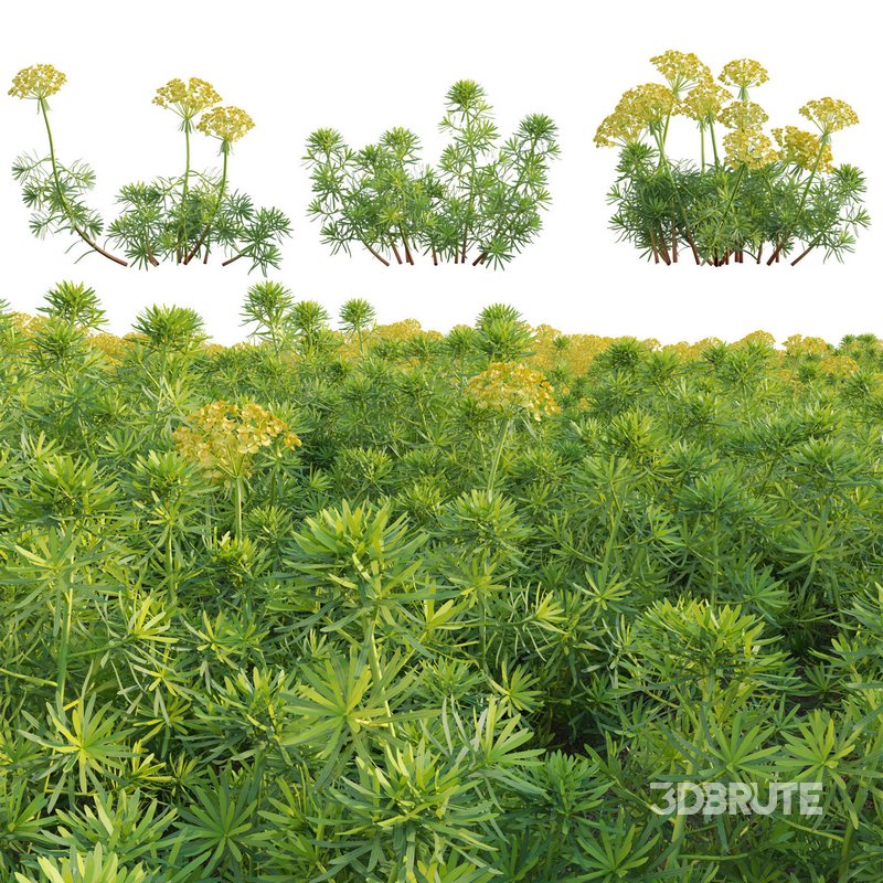 Euphorbia cyparissias – Cypress spurge