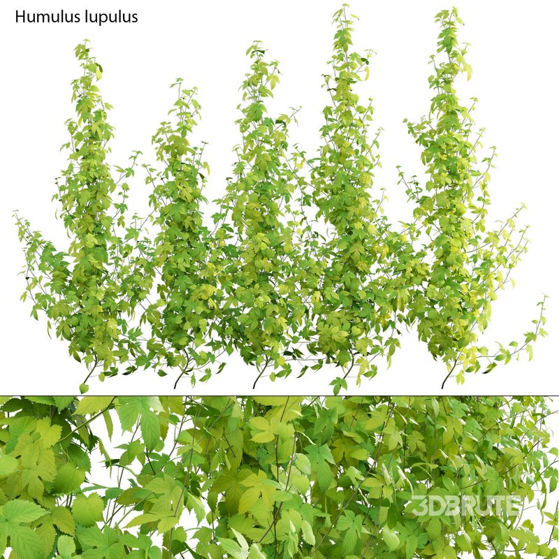 Humulus lupulus 02