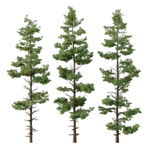 Pinus tree003 3d model Download  Buy 3dbrute