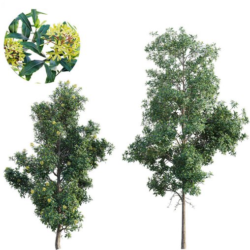 Lemonwood Tree - Pittosporum eugenioides 3d model Download  Buy 3dbrute