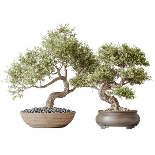 AV Indoor plants set 127 Mission Kalamata Leccino Arbequina Wilsonii Chemlali Olive Set