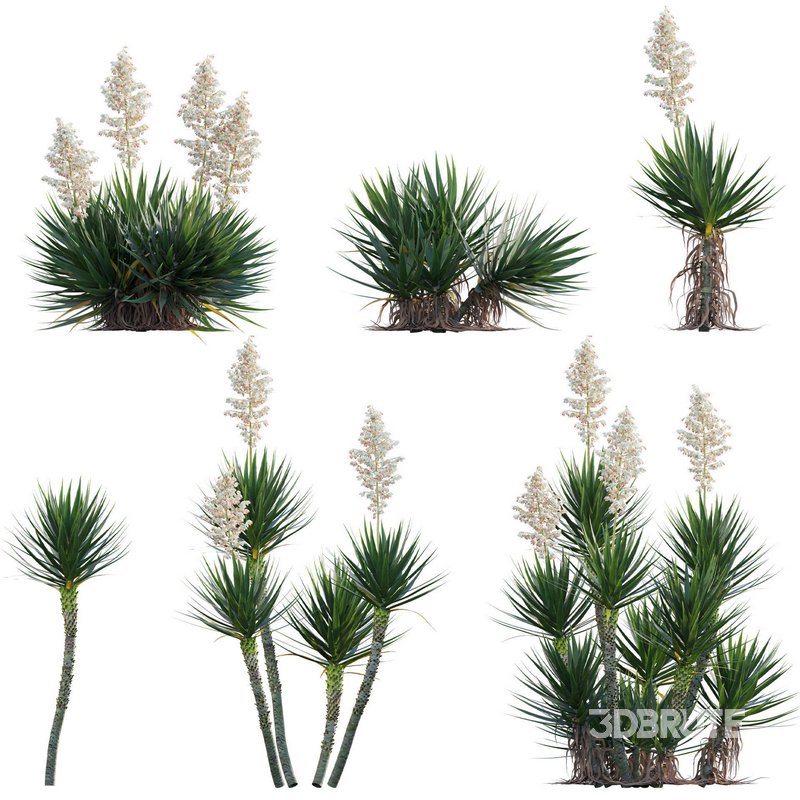 Yucca aloifolia – Spanish bayonet – Aloe yucca