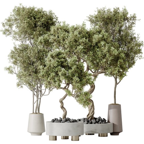 AV Indoor plants set 131 Mission Kalamata Leccino Arbequina Wilsonii Chemlali Olive