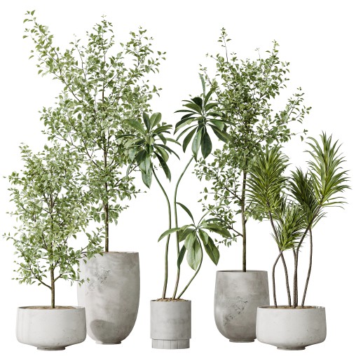 Av Indoor Plants Set 153 Beech Olea Europaea Olive Eucalyptu And