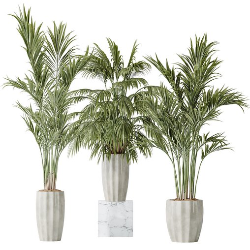 AV Indoor plants set 144 Areca Majesty Cat Reed Palm