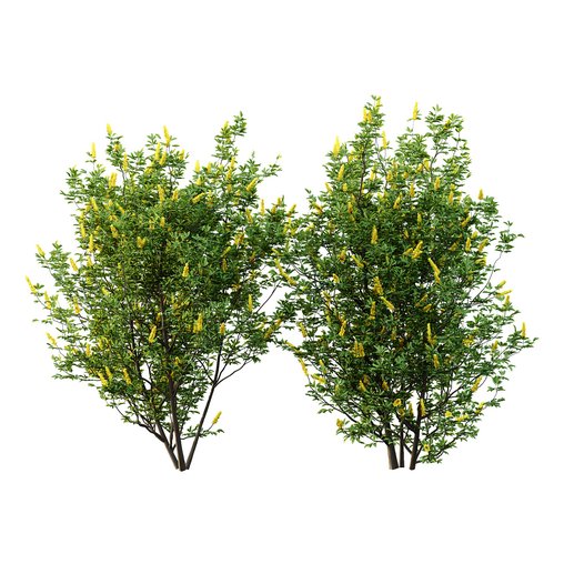 Argyrocytisus battandieri 04 3d model Download  Buy 3dbrute