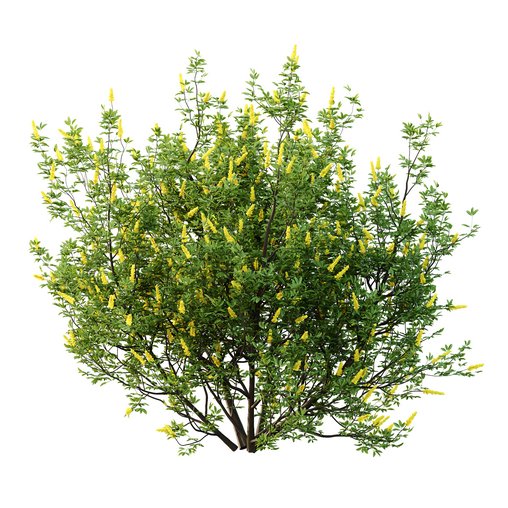 Argyrocytisus battandieri 03 3d model Download  Buy 3dbrute