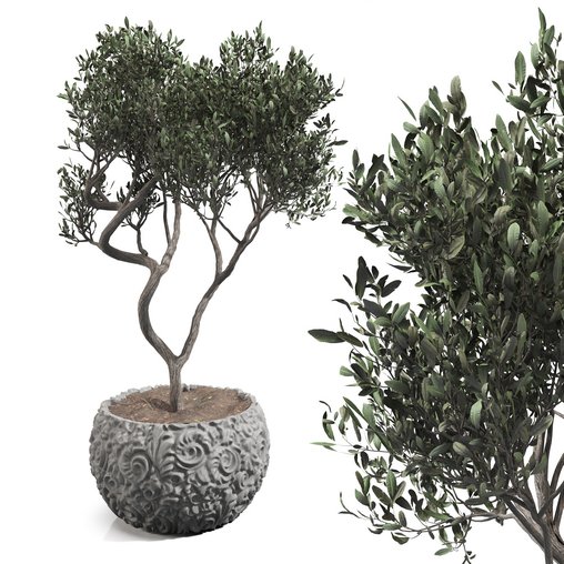 olive tree in concrete pot plant 3d model Download  Buy 3dbrute