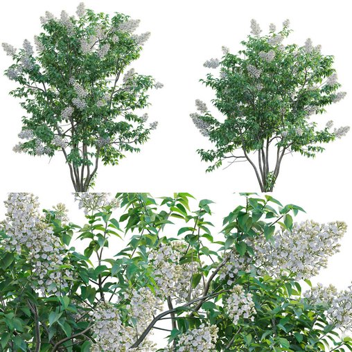 Syringa vulgaris - Common Lilac 03 3d model Download  Buy 3dbrute