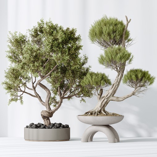 AV Indoor plants set 152 Ficus Retusa Microcarpa Bonsai Ginseng and Bonsai Pinus Pentaphylla Thunbergii