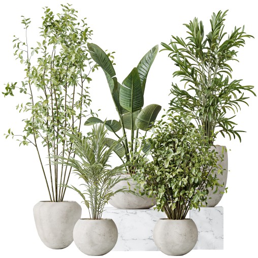 AV Indoor plants set 151 Beech Olea Europaea Olive and Lutescens Areca Palm and Mountain Kentia Palm and Strelitzia Reginae Nicolai