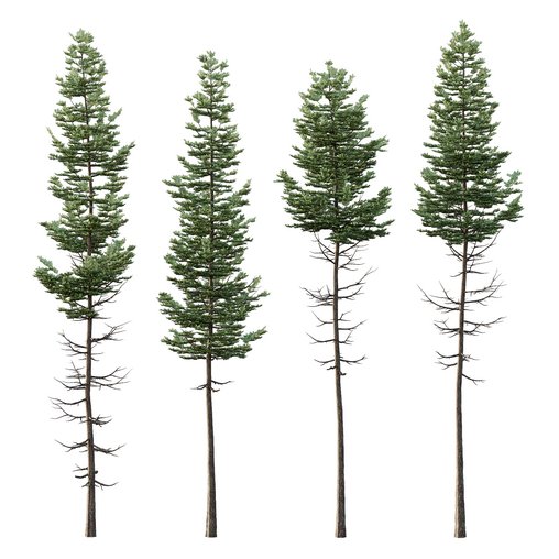 spruce tree14 3d model Download  Buy 3dbrute