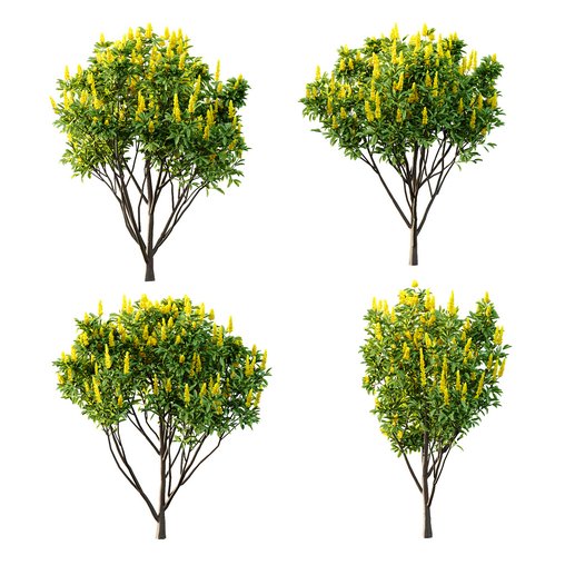 Argyrocytisus battandieri 10 -4 Plants 3d model Download  Buy 3dbrute