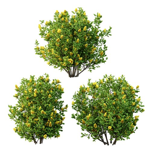 Argyrocytisus battandieri 06 -3Plants 3d model Download  Buy 3dbrute