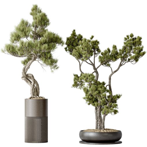 AV Indoor plants set 135 Bonsai Pinus Pentaphylla Thunbergii 3d model Download  Buy 3dbrute