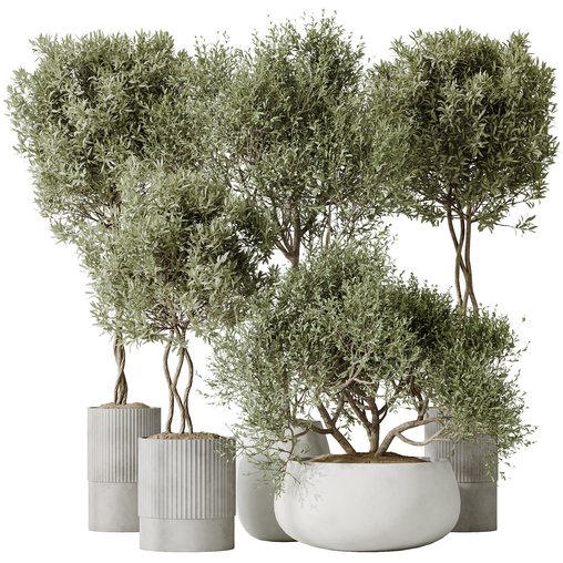 AV Indoor plants set 148 Mission Kalamata Leccino Arbequina Wilsonii Chemlali Olive