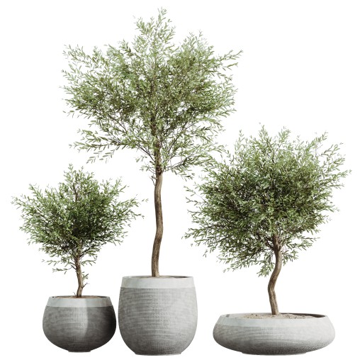 AV HousePlants Olive Elegant Mission Kalamata Leccino Arbequina Wilsonii Set01