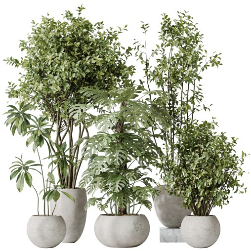 AV Indoor plants set 166 Beech Olea Europaea Olive Eucalyptu and Elegant Monstera Deliciosa and Ficus Cyathistipula