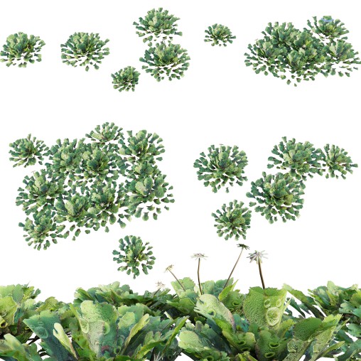 Marchantia polymorpha