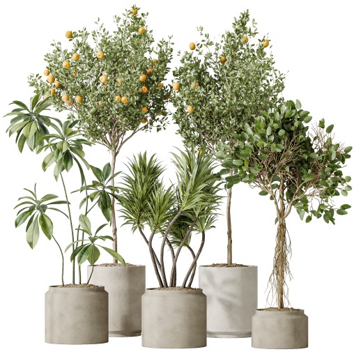 AV Indoor plants set 162 Mandarin Citrus Fruit Orange and Ficus Cyathistipula and Benjamina African Fig and Yucca Aloifolia Rostrata Palm