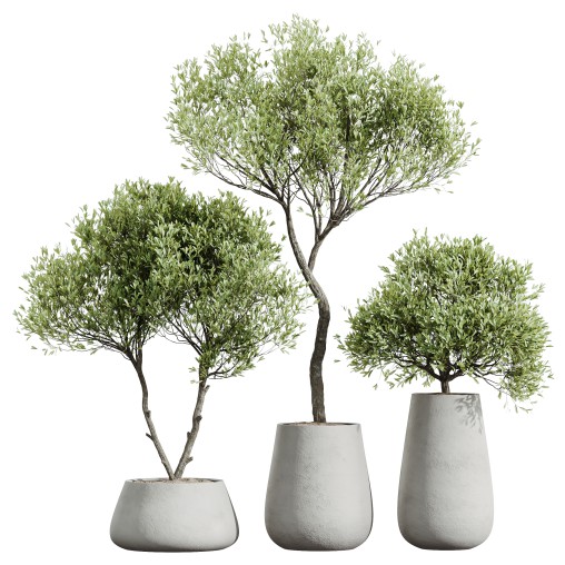 AV HousePlants Mission Kalamata Leccino Arbequina Wilsonii Chemlali Olive Set40