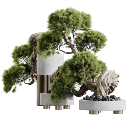 AV HousePlants set 169 Mission Kalamata Leccino Arbequina Wilsonii Chemlali