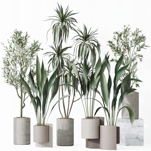AV Indoor plants set 167 Aspidistra Elatior and Warneckii Lemon Lime and Mission Olive Tree