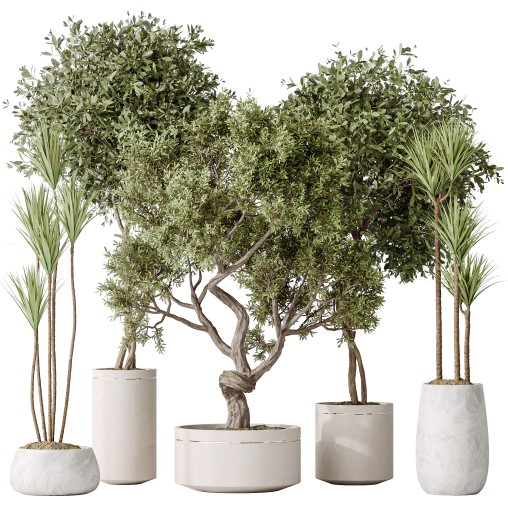 AV Indoor plants set 160 Artificial Olivo Olea Tree and Yucca Elephantipes Gigantea and Ficus Retusa Microcarpa Bonsai Ginseng