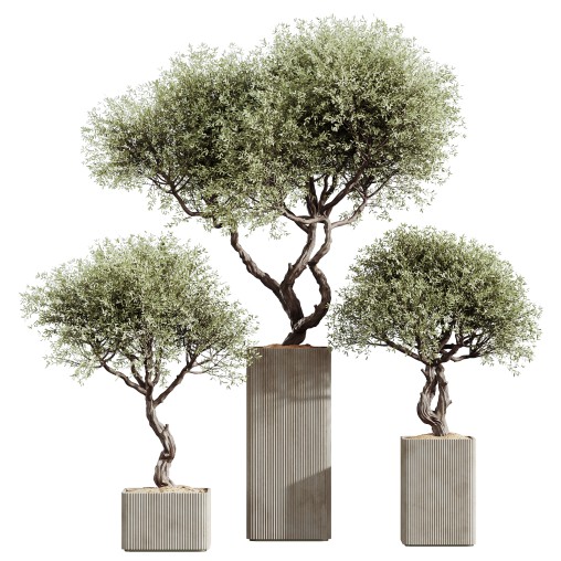AV HousePlants Mission Kalamata Leccino Arbequina Wilsonii Chemlali Olive Set05