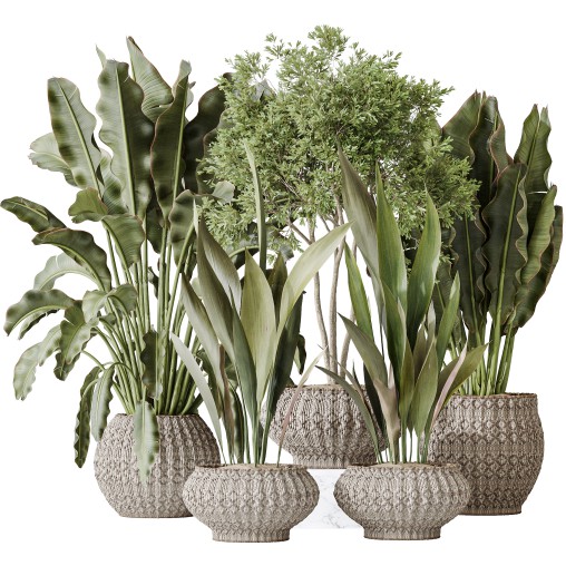 AV Indoor plants set 164 Ravenala Banana Strelitzia Nicolai Bird and Aspidistra Elatior and Arbequina Wilsonii Chemlali Olive