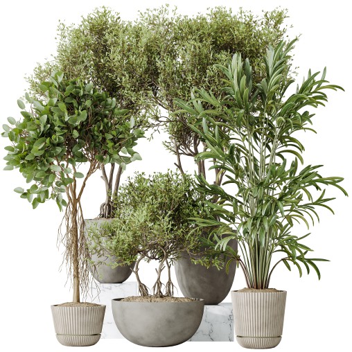 AV Indoor plants set 155 Mission Kalamata Wilsonii Olive and Ficus Benjamina African Fig and Lutescens Areca Palm