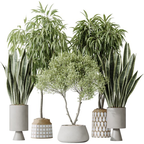 AV Indoor plants set 174 Ficus Binnendijkii and Mission Leccino Arbequina Olive and Snake Green Sansevieria