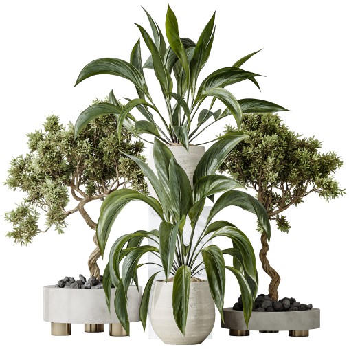 AV Indoor plants set 157 Mission Kalamata Chemlali Olive and Spathiphyllum Wallisii Bellini Peace Lily Domino