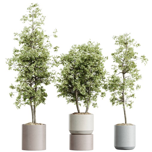 AV HousePlants Mission Kalamata Leccino Arbequina Wilsonii Chemlali Olive Set07