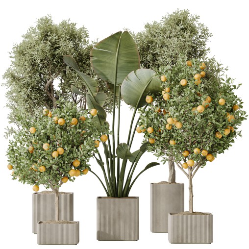 AV Indoor plants set 165 Arbequina Wilsonii Chemlali Olive and Mandarin Citrus Fruit Orange and Ravenala Banana Strelitzia