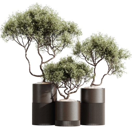 AV HousePlants Mission Kalamata Leccino Arbequina Wilsonii Chemlali Olive Set03