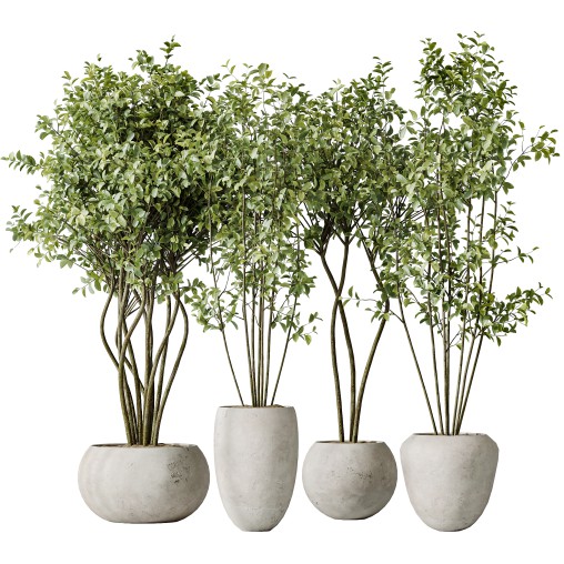 AV Indoor plants set 156 Beech Olea Europaea Olive Eucalyptu Joyplants Mini Fig