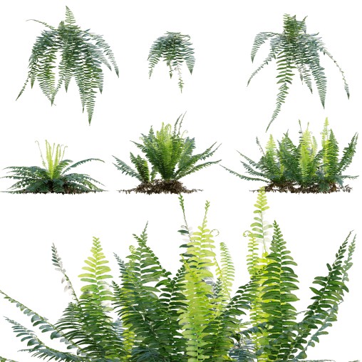 Microlepia strigosa – Fern 3D model 3dbrute