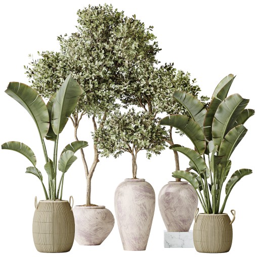 AV Indoor plants set 163 Mission Olive Tree and Ravenala Banana Strelitzia Nicolai Bird Of Paradise