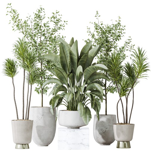 AV Indoor plants set 159 Europaea Olive Eucalyptu Joyplants and Spineless Yucca Aloifolia Rostrata Palm and Ravenala Banana Strelitzia