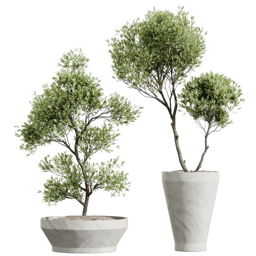 AV HousePlants Mission Kalamata Leccino Arbequina Wilsonii Chemlali Olive Set42