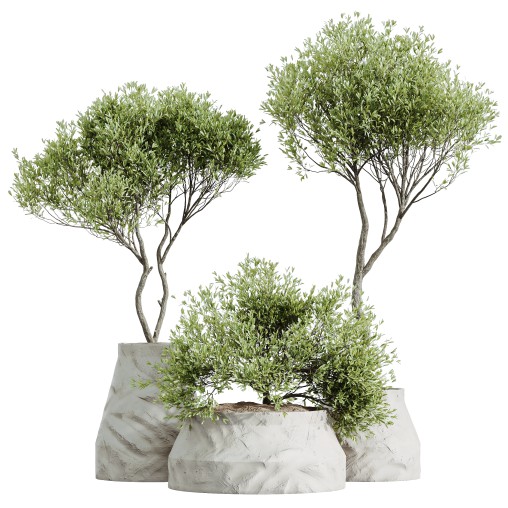 AV HousePlants Mission Kalamata Leccino Arbequina Wilsonii Chemlali Olive Set41