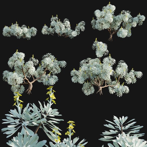 Crossostephium chinense 3D model 3dbrute