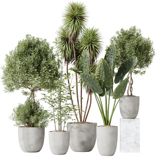 AV Indoor plants set 184 Mission Leccino Arbequina Olive and Cunjevoi Alocasia Jardin and Alnus Glutinosa Alder and Yucca Elephantipes Gigantea