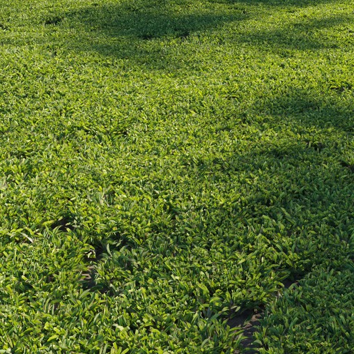Axonopus compressus_cut_01