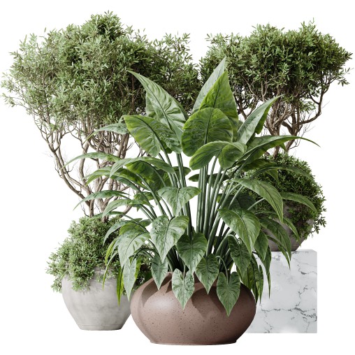 AV Indoor plants set 182 Mission Kalamata Leccino Arbequina Wilsonii Chemlali Olive and Alocasia