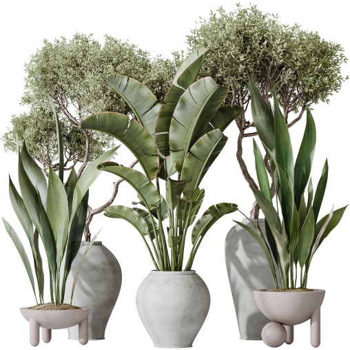 AV Indoor plants set 183 Mission Arbequina Olive and Aspidistra Elatior Cast iron and Ravenala Banana Strelitzia Nicolai