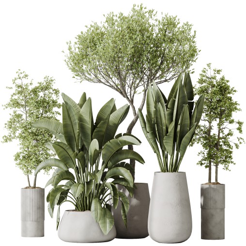 AV Indoor plants set 177 Ravenala Banana Strelitzia and Mission Arbequina Wilsonii Chemlali Olive