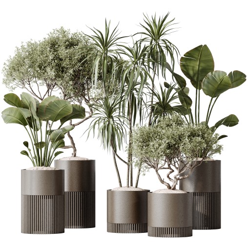 AV Indoor plants set 178 Mission Arbequina Olive and Ravenala Banana and Dracaena Lemon Lime Cane Dragon